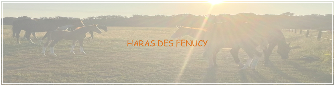 HARAS DES FENUCY